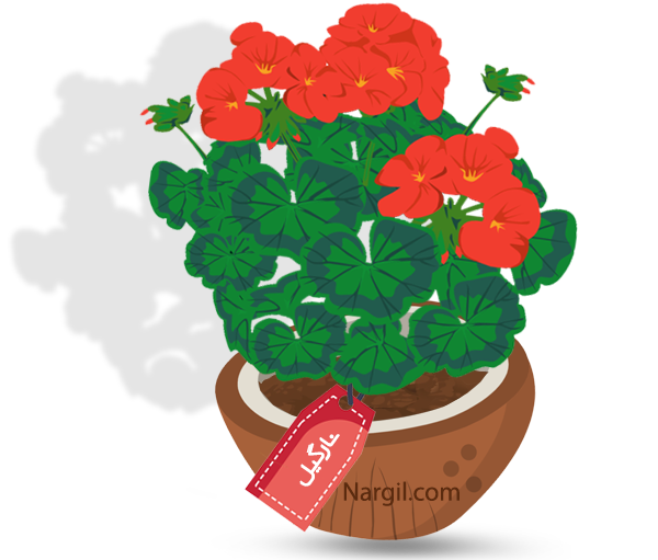 Nargil_Pelargonium hortom